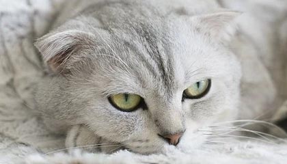 Kaiyun Sports-开云体育-脚踝扭伤18赛季颠簸起航 詹姆斯无意缺席圣诞大战